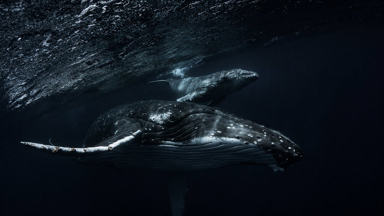 Baleine à bosse au large de La Réunion