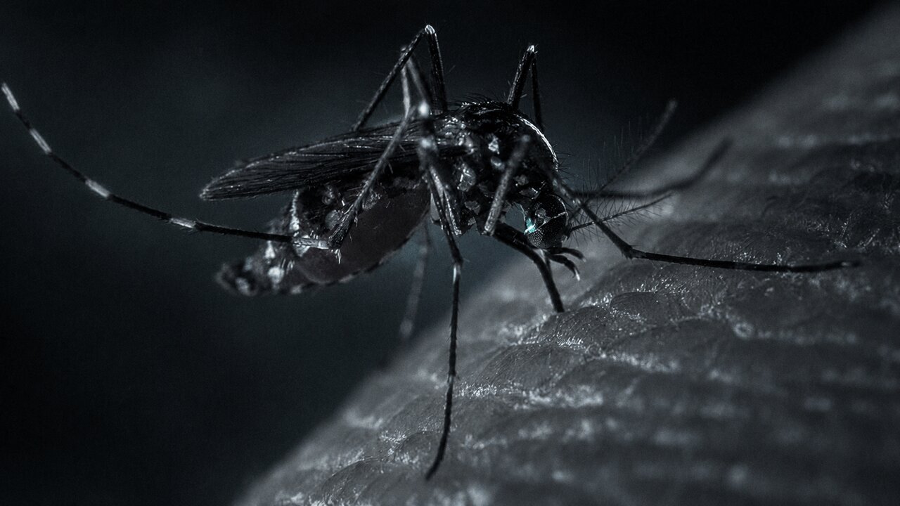 Moustique vecteur de dengue et chikungunya à La Réunion